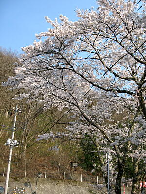 華亭の桜