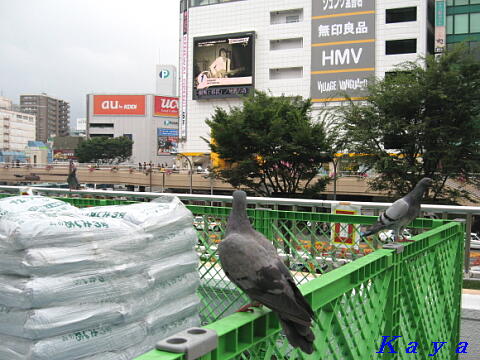 5IMG_9437