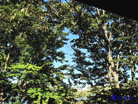 8IMG_5981