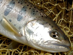 �ס�����ή�Ǥ�