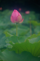 016