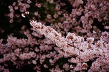 062