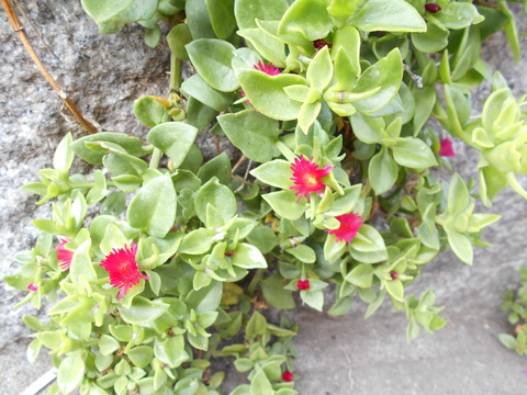 DSCN0909