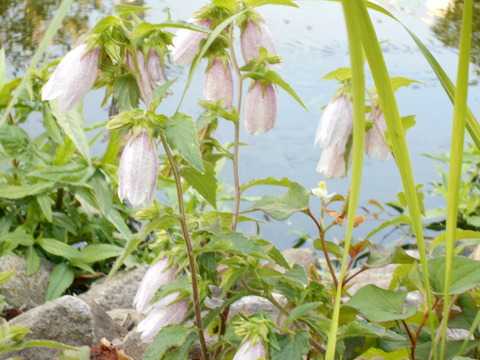 DSCN0922