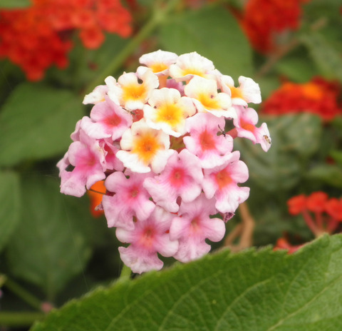 new_P6182486