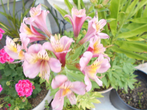 DSCN0915