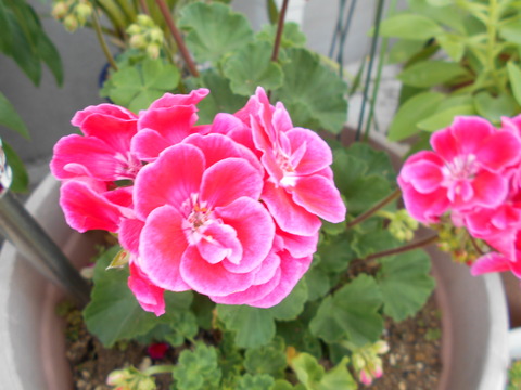 DSCN0914