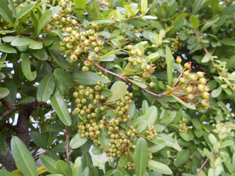 DSCN0989