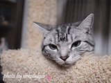 ぼやゃ〜ん