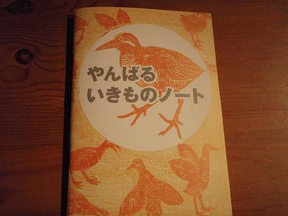 ヤンバルクイナ1