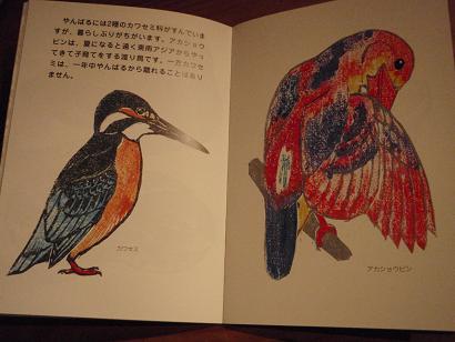 ヤンバルクイナ2