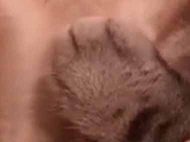 ネコはとても疲れていたようです → 洗面ボウルでこうなった…
