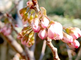 桜ん坊
