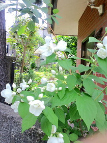 110525¥Ð¥¤¥«2