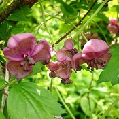 アケビの花
