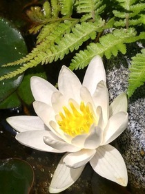 睡蓮