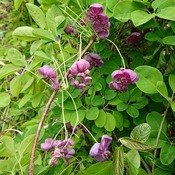 アケビの花