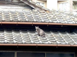 瓦猫