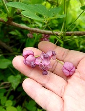 アケビの花