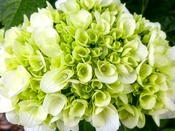 高塔山の紫陽花