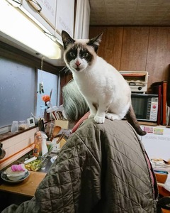 元旦の緑さんとプリン