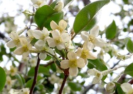 茱萸の花