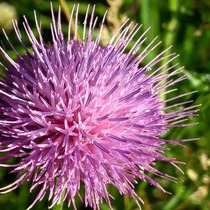 高塔山の薊