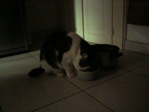 ジャコモの水飲み器2