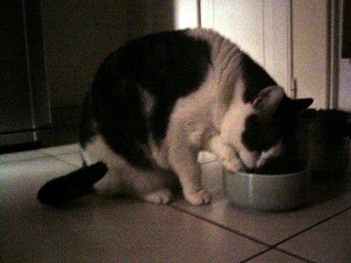 ジャコモの水飲み器3