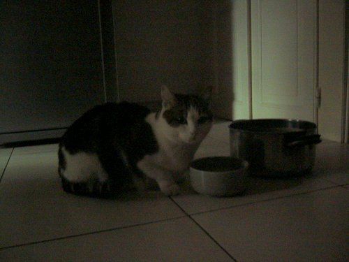 ジャコモの水飲み器1