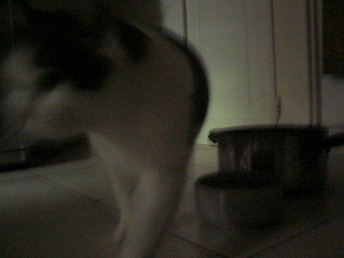ジャコモの水飲み器4