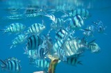 魚もバナナって食べるのね…