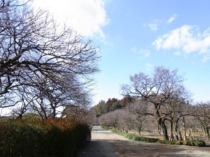 偕楽園。