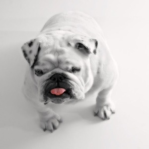 dog-84438_640