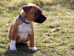 puppy-843374_640