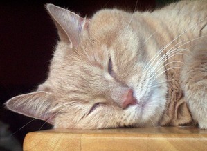 cat-17772_640