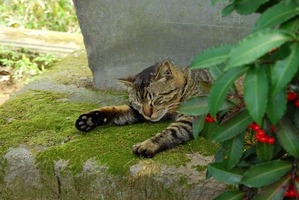 cat-546450_640