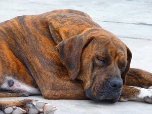 dog-43195_640