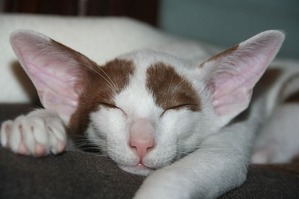 cat-408810_640