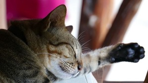 cat-1613785_640