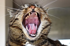 cat-1693795_640