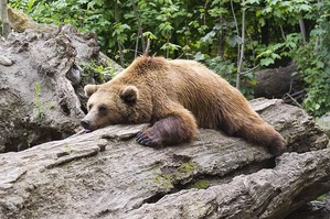 bear-1383980_640