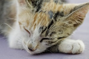 cat-427008_640