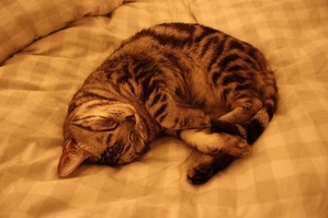 cat-686263_640