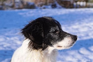 dog-1145032_640