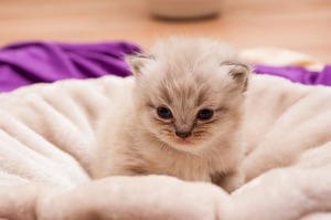 animal-children-803123_640