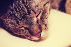 kitten-1256216_640