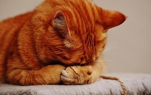 cat-1675422_640