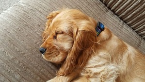 dog-1674553_640