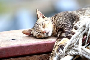 pet-667560_640